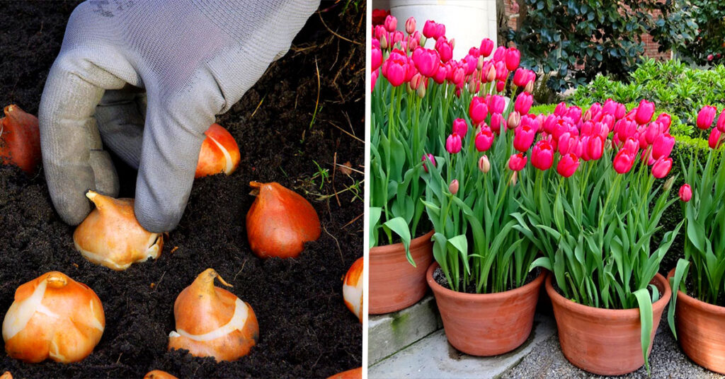 la Plantation de Tulipes