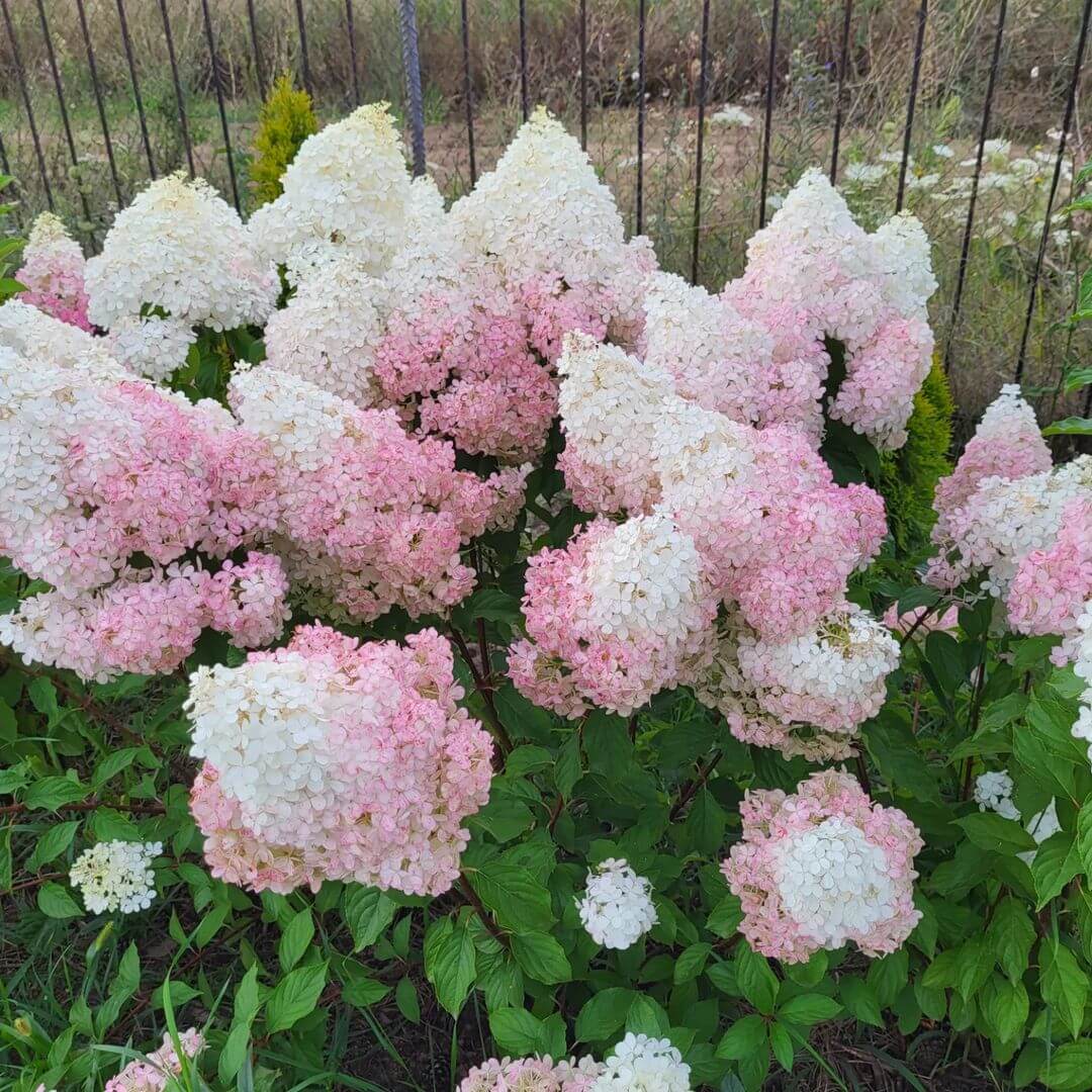 La Beauté de l'Hortensia Blanc Annabelle, Boule de Neige, et Plus