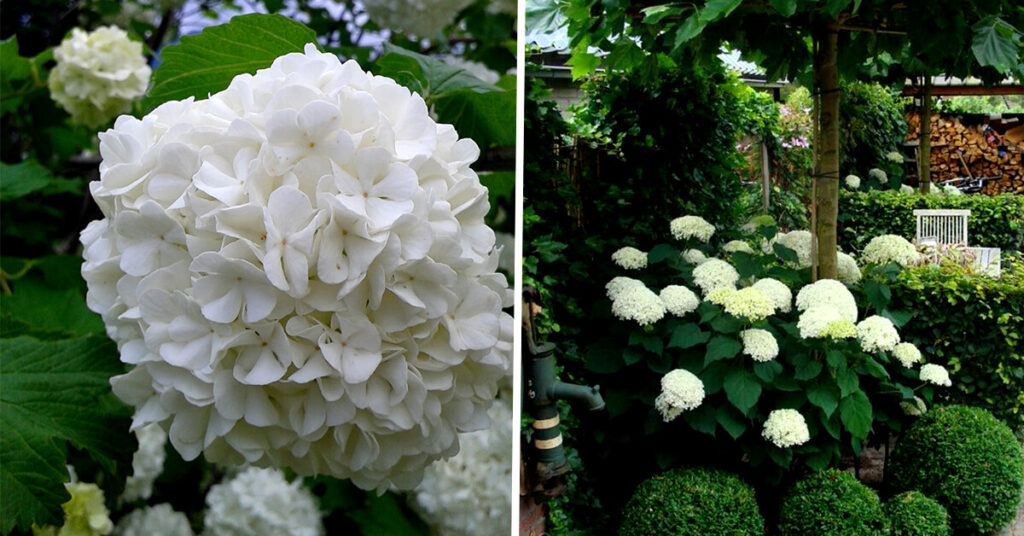 La Beauté de l’Hortensia Blanc: Annabelle, Boule de Neige, et Plus