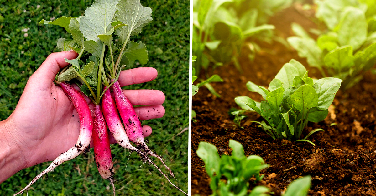 Le Guide Ultime Du Potager Dautomne à Succès Transformez Votre Jardin