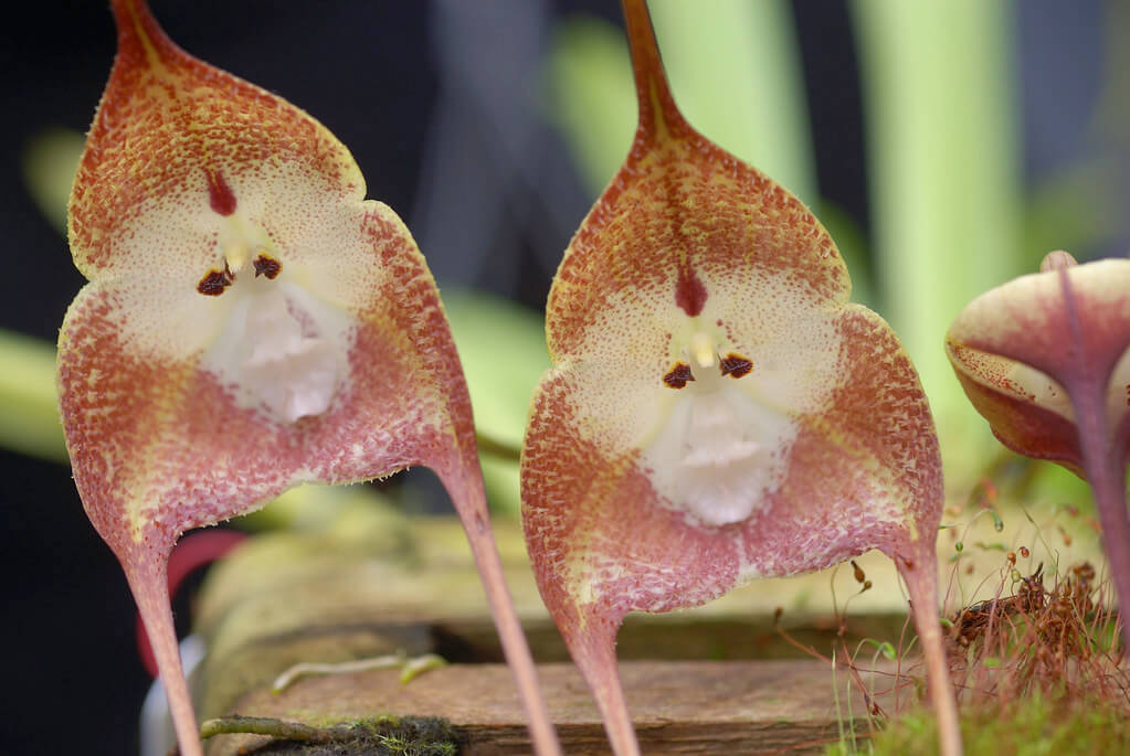 Orchidée Tête de Singe