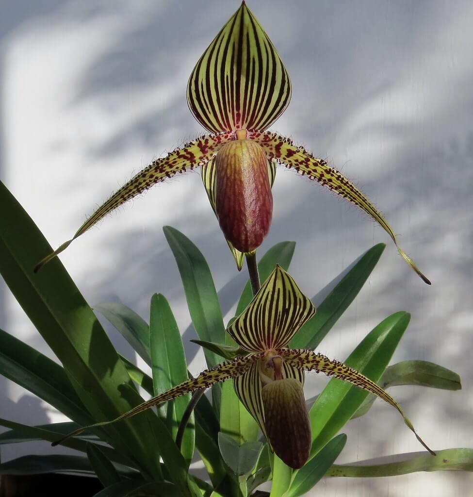 Orchidée Rare