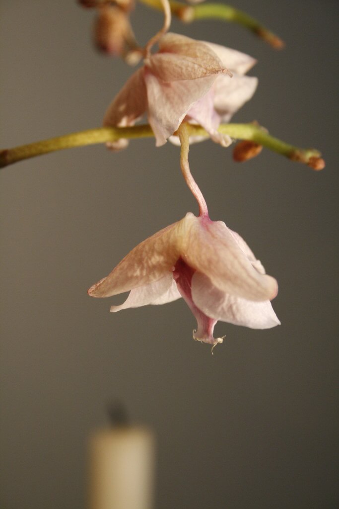 Orchidée Fanée