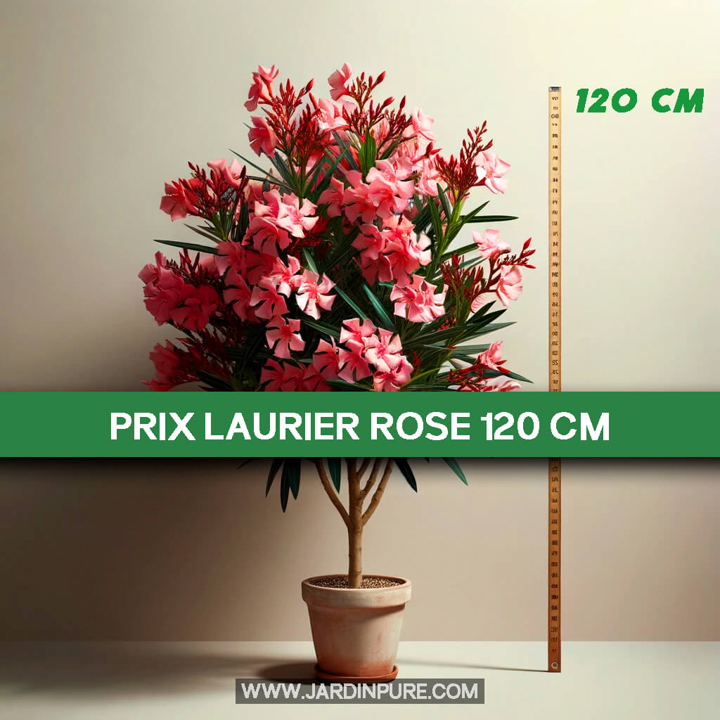 Laurier rose 120 cm