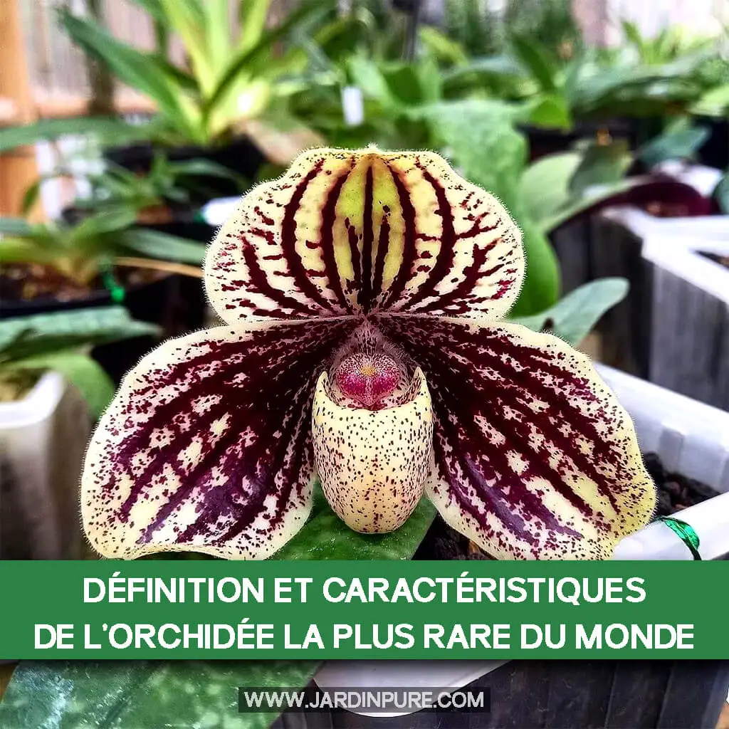 Définition et Caractéristiques de l'Orchidée la Plus Rare du Monde