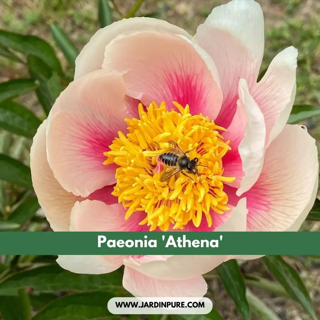 Paeonia 'Athena'
