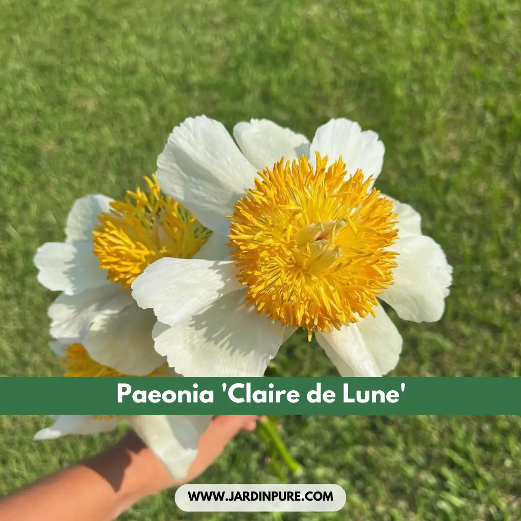 Paeonia 'Claire de Lune'