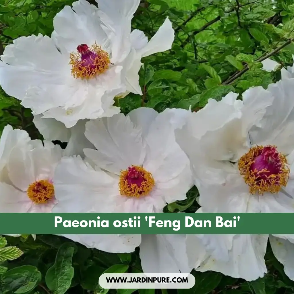 Paeonia ostii 'Feng Dan Bai'