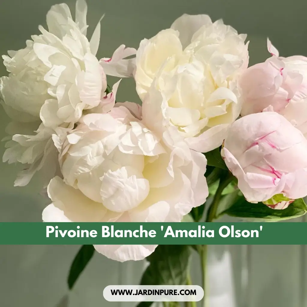Pivoine Blanche 'Amalia Olson'