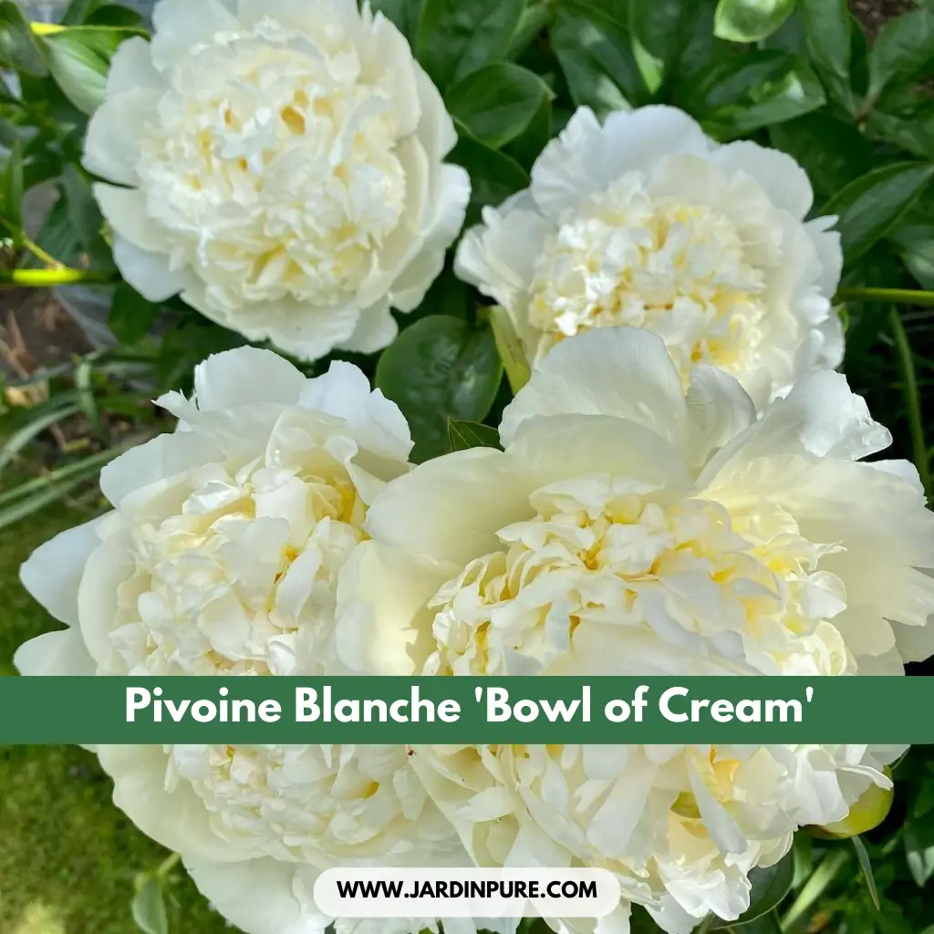Pivoine Blanche 'Bowl of Cream'