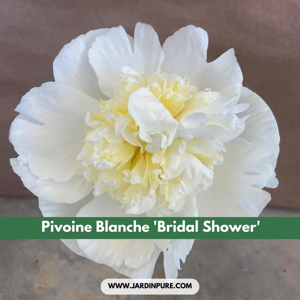 Pivoine Blanche 'Bridal Shower'