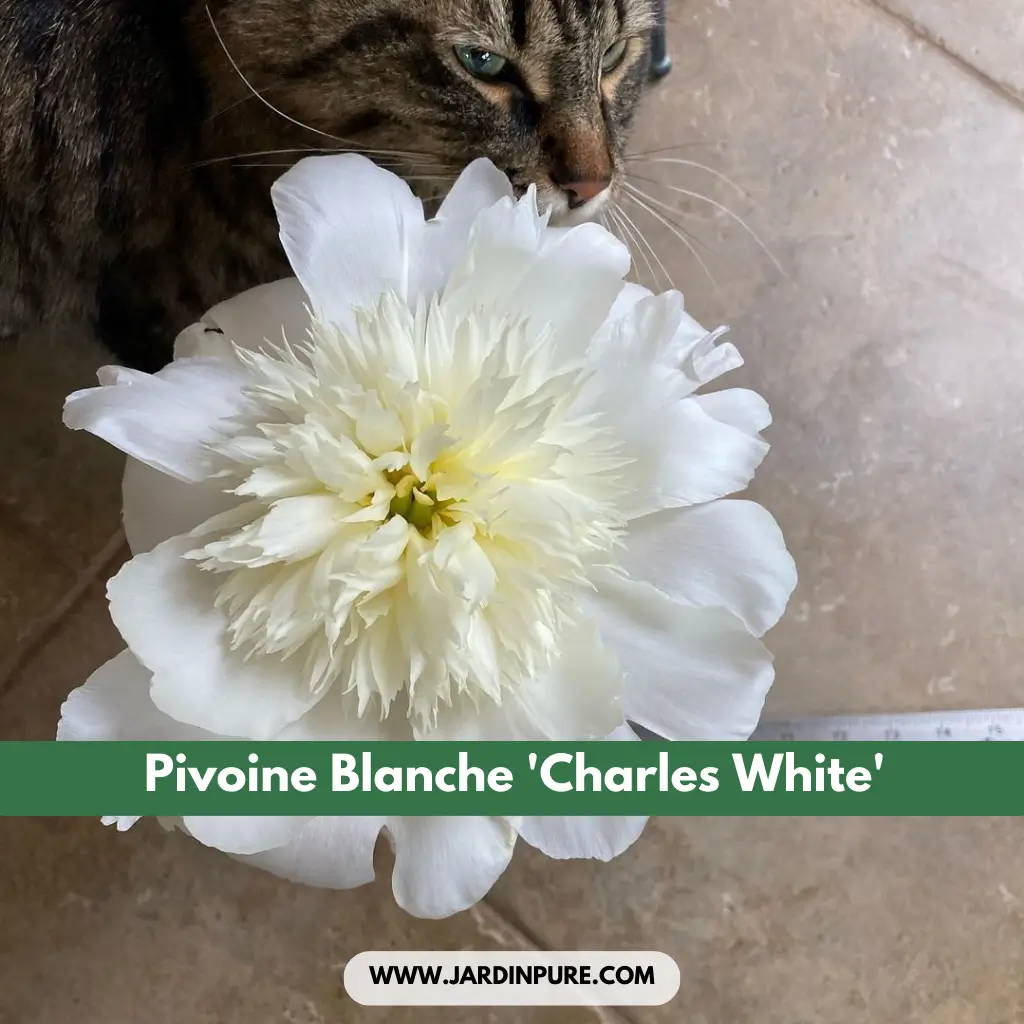 Pivoine Blanche 'Charles White'