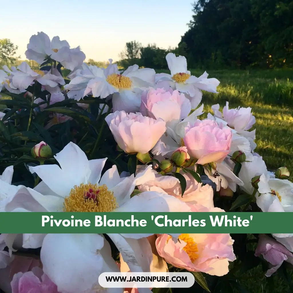 Pivoine Blanche 'Cheddar Charm'