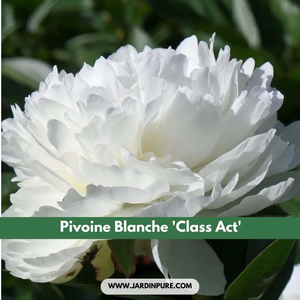 Pivoine Blanche 'Class Act'