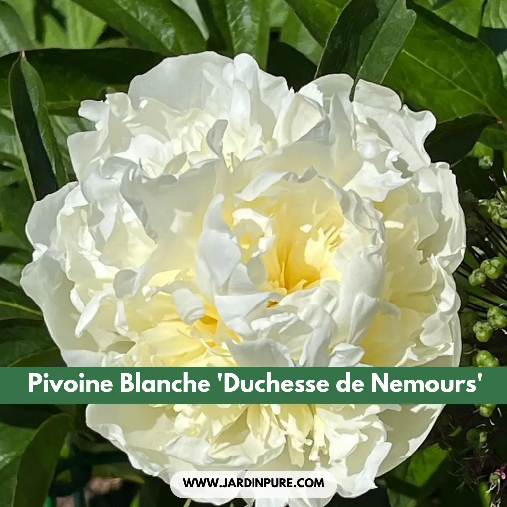 Pivoine Blanche 'Duchesse de Nemours'