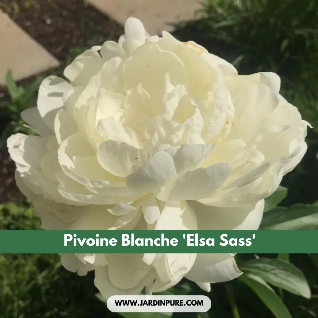 Pivoine Blanche 'Elsa Sass'