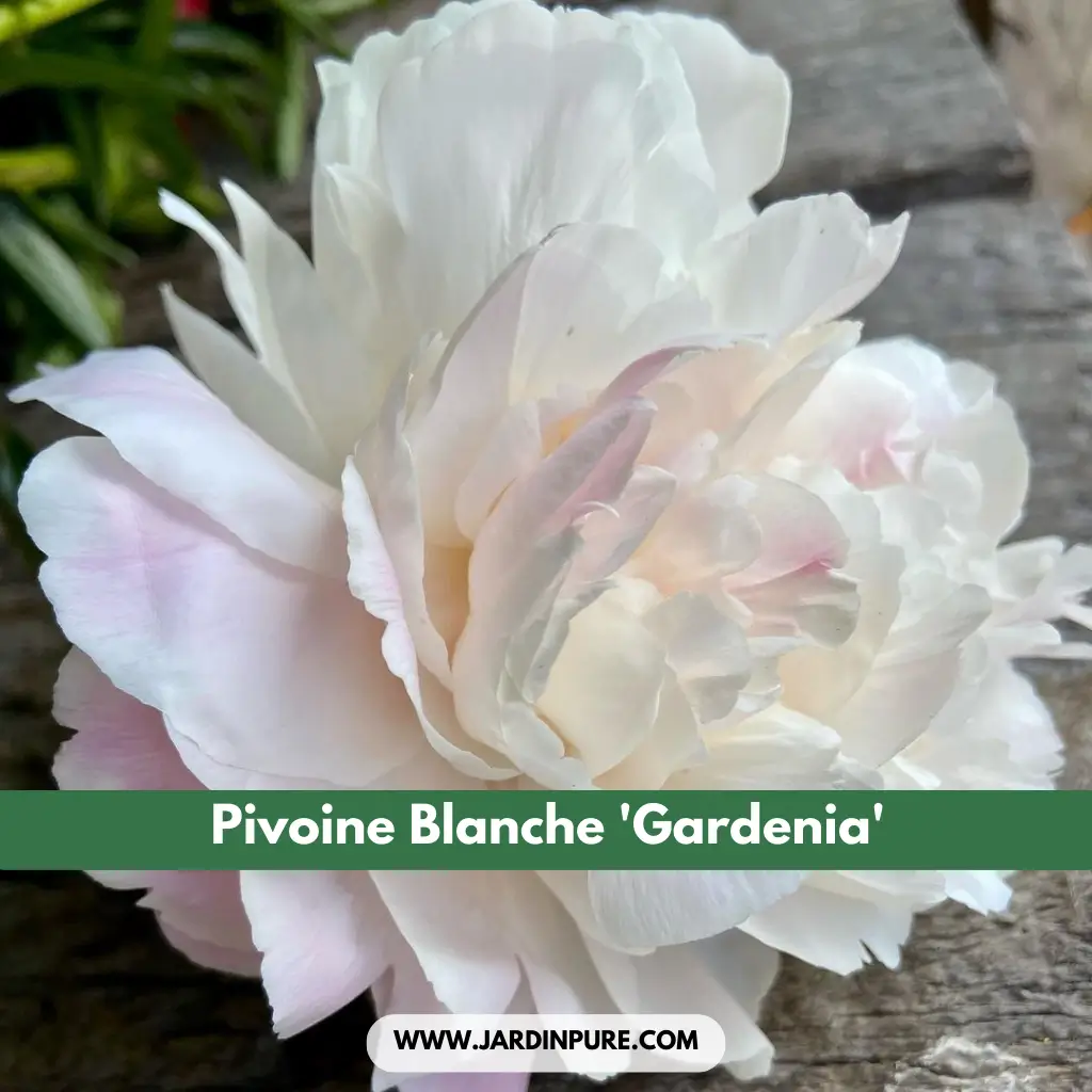 Pivoine Blanche 'Gardenia'