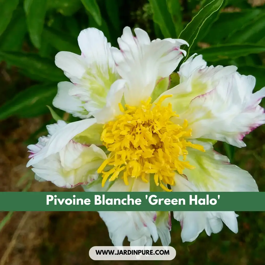 Pivoine Blanche 'Green Halo'