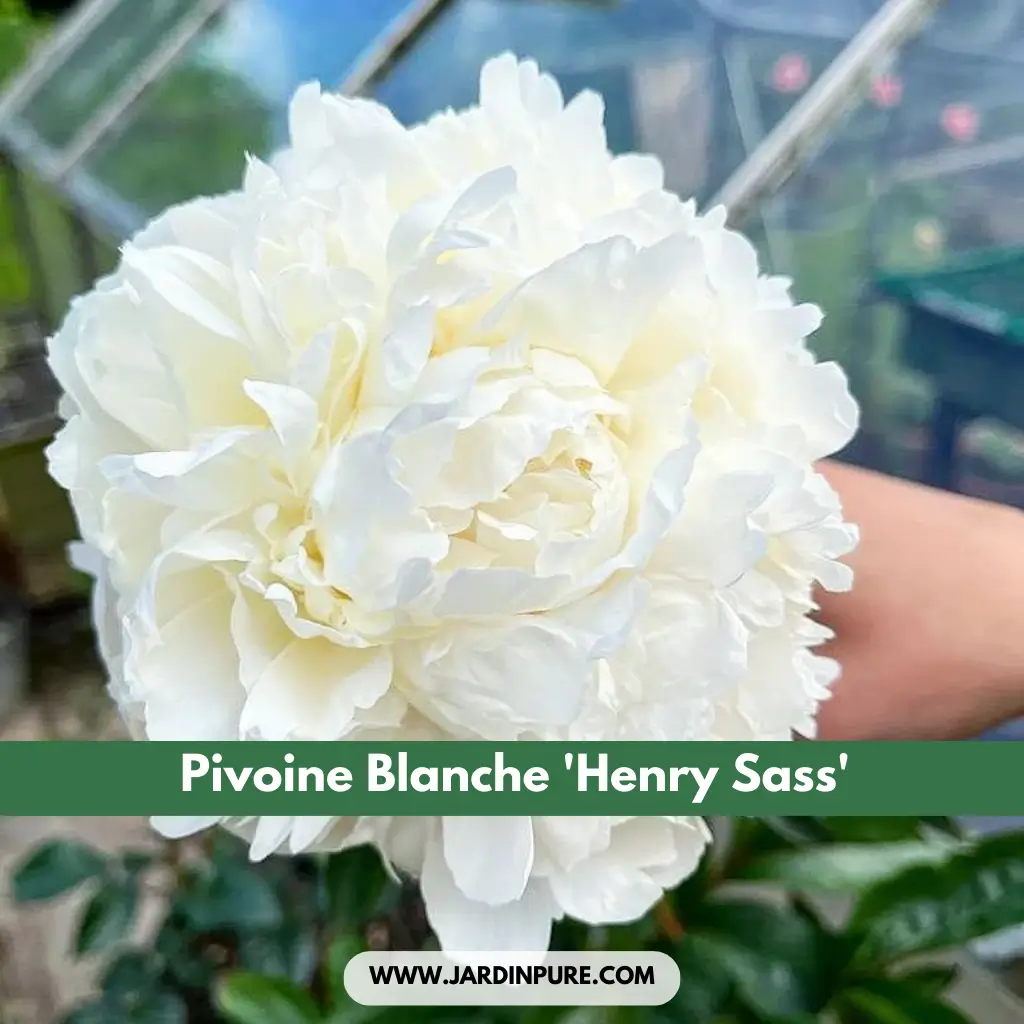 Pivoine Blanche 'Henry Sass'