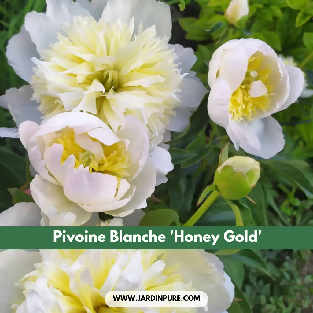 Pivoine Blanche 'Honey Gold'