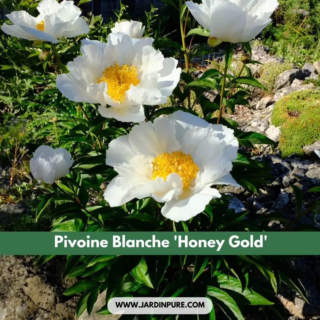 Pivoine Blanche 'Krinkled White'