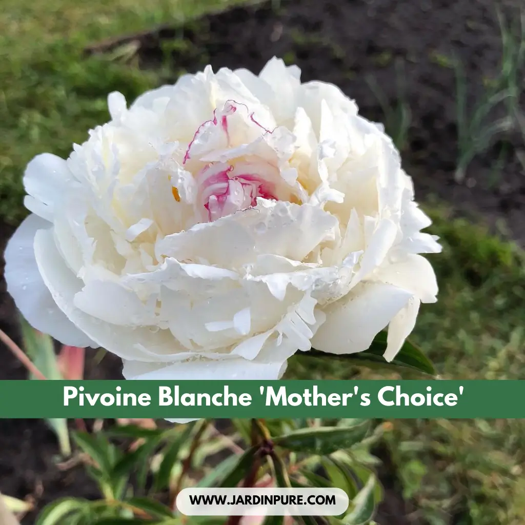 Pivoine Blanche 'Mother's Choice'