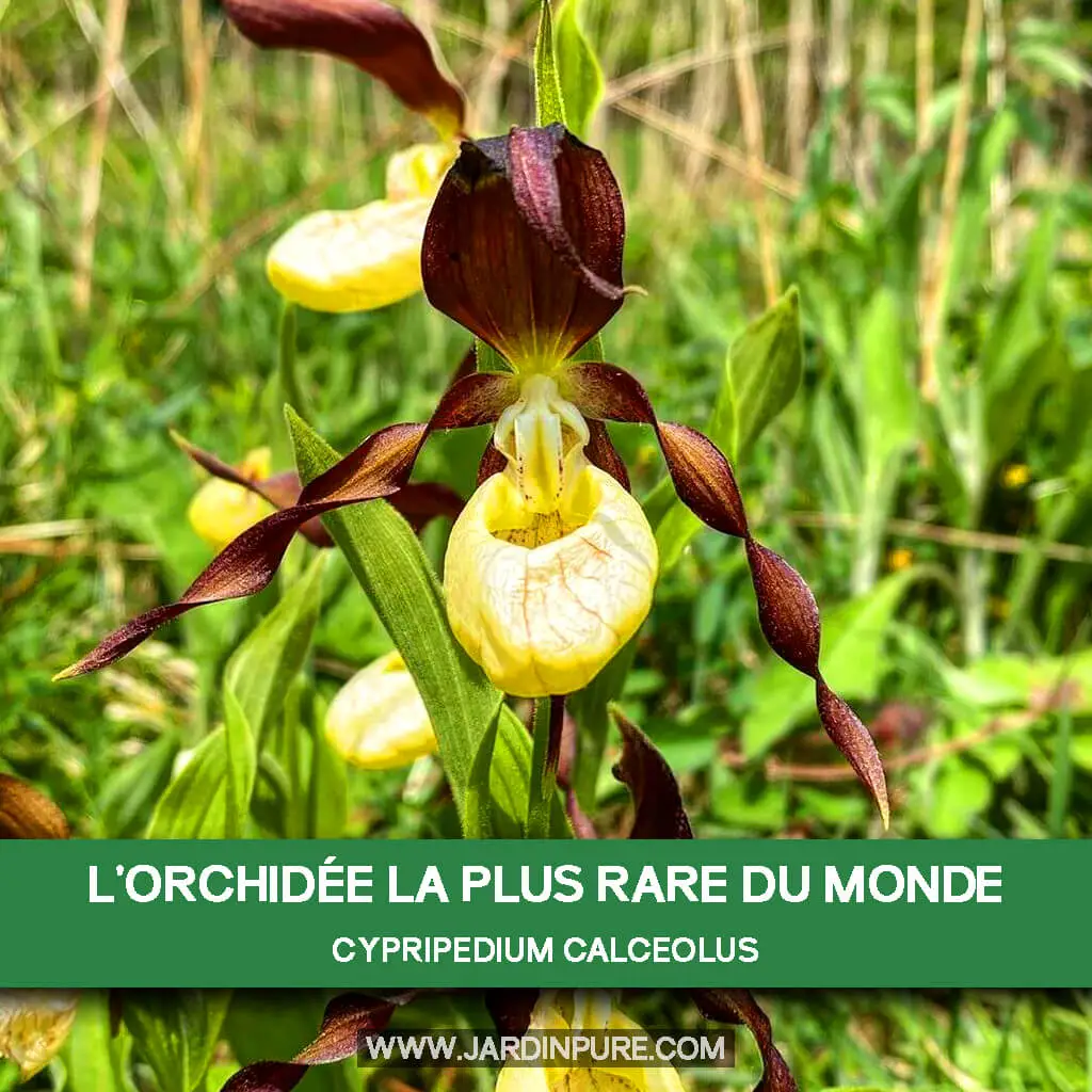 Cypripedium calceolus