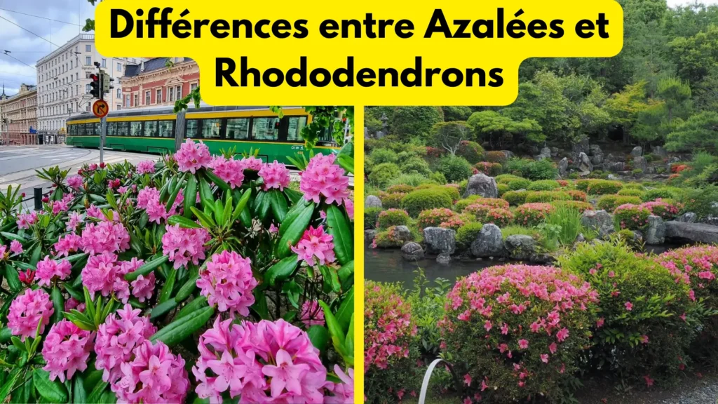 Différences entre Azalées et Rhododendrons