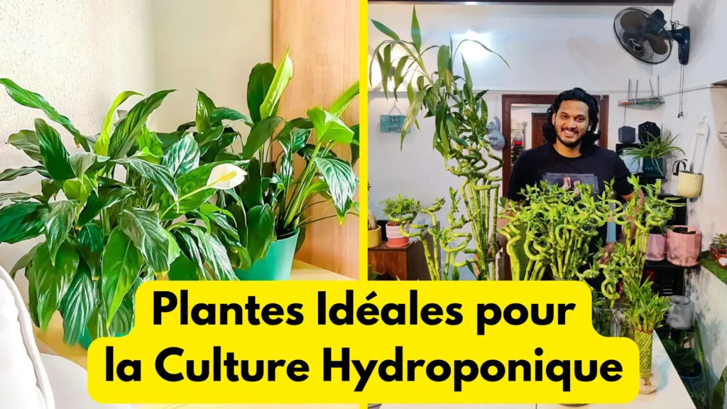 Plantes Idéales pour la Culture Hydroponique