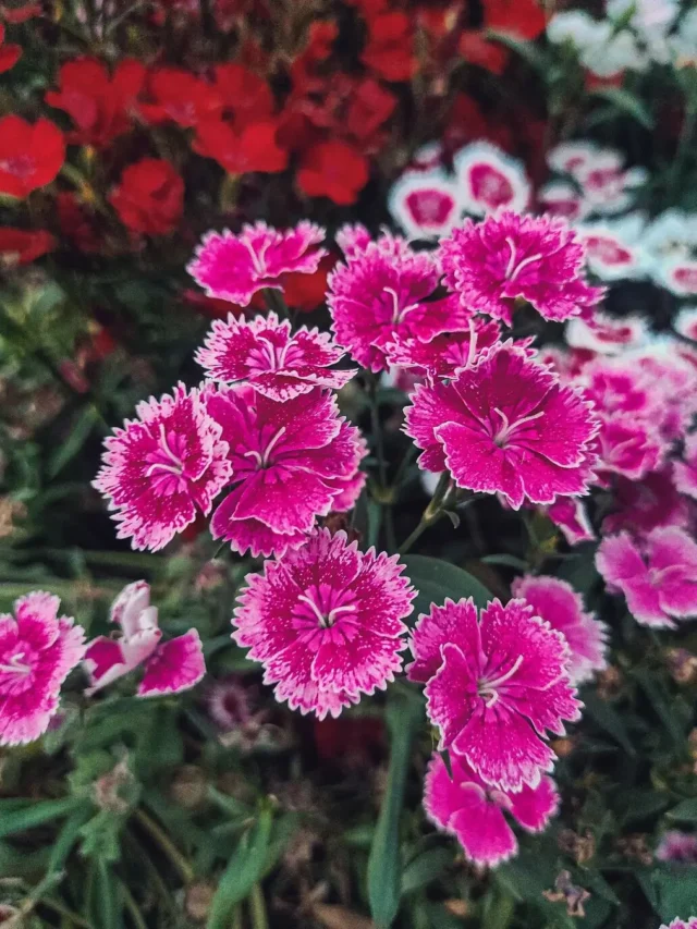 cropped-OEillet-Dianthus.webp