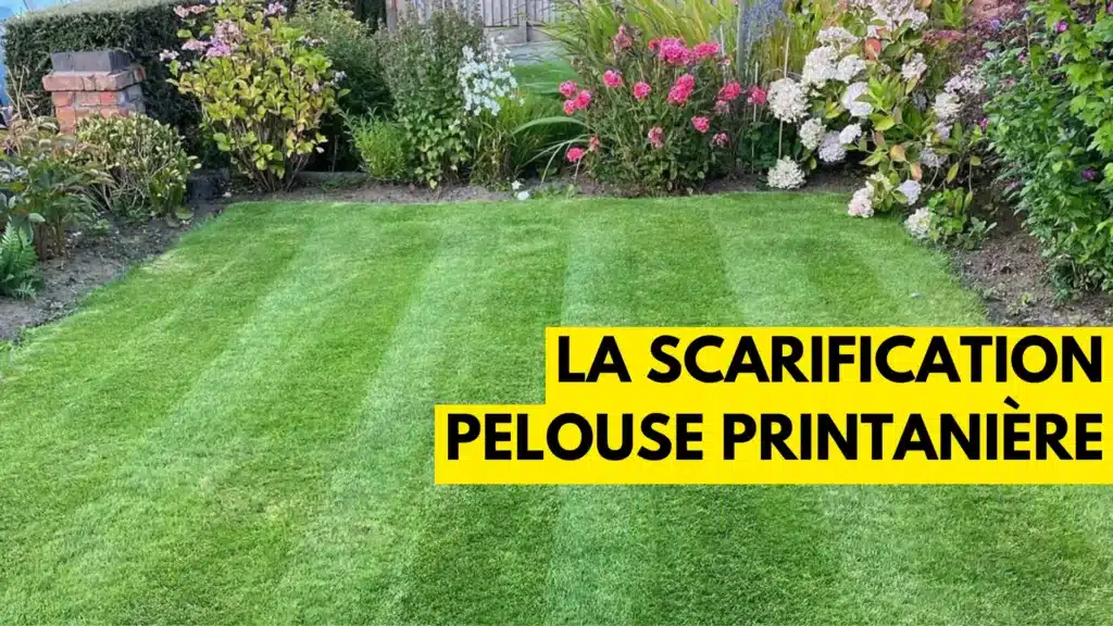 La Scarification Pelouse Printanière