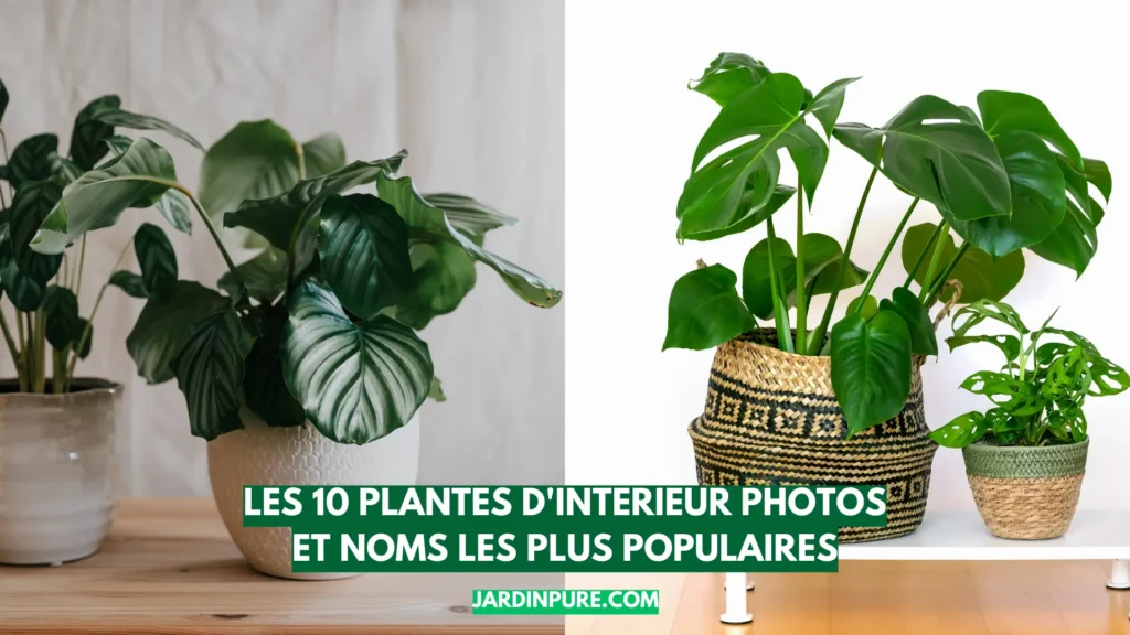 Les 10 Plantes d'intérieur Photos et Noms les Plus Populaires