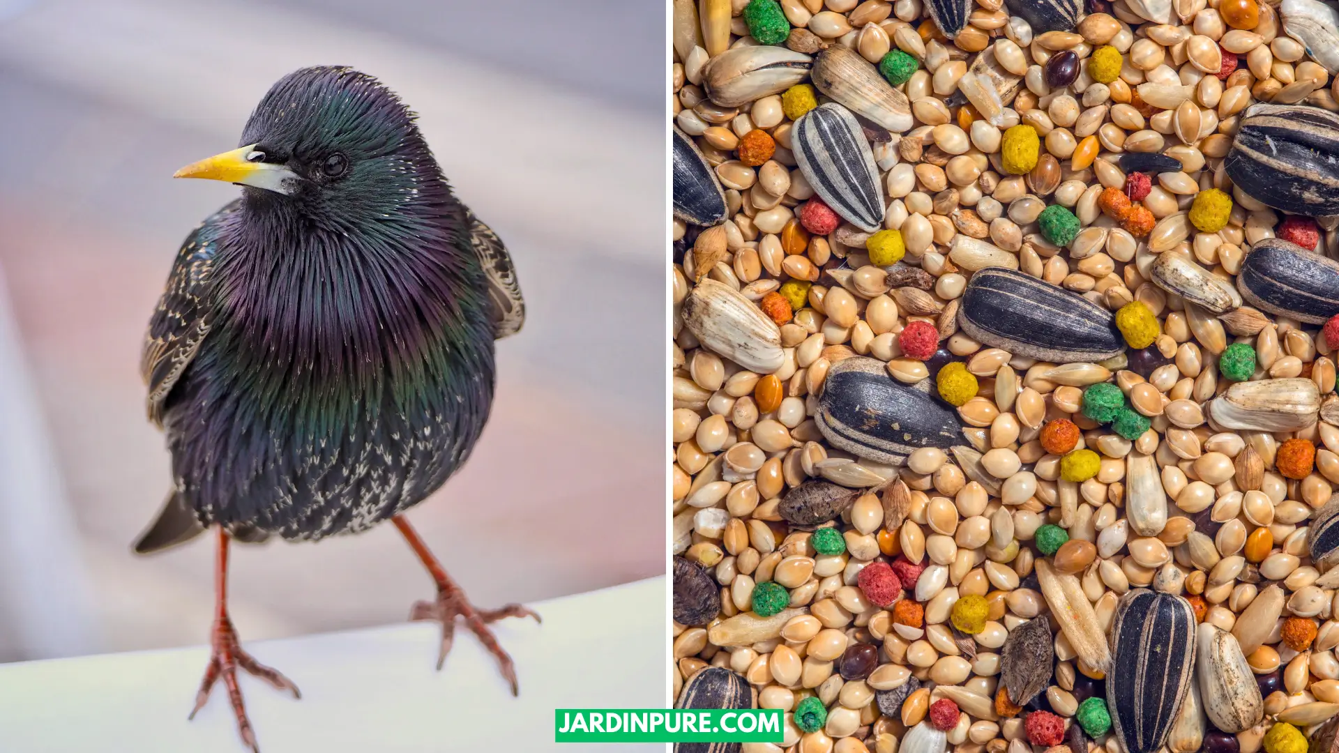 Nourrir les étourneaux Attirez ces magnifiques oiseaux avec ces astuces faciles