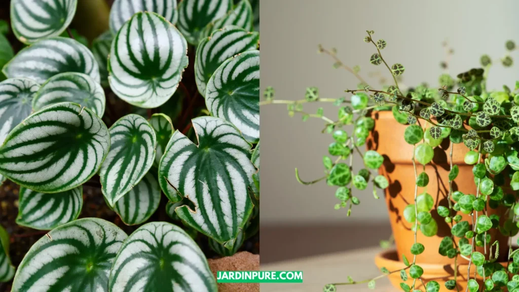 Peperomia