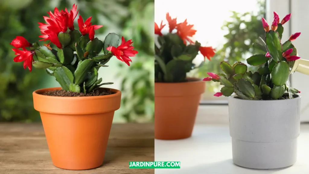 Schlumbergera 