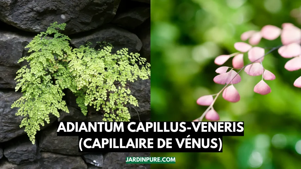 Adiantum Capillus-Veneris (capillaire de Vénus)