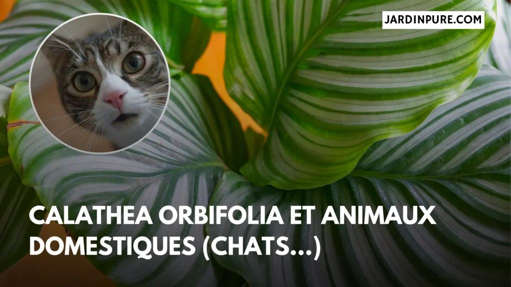 Calathea Orbifolia et animaux domestiques (Chats...)