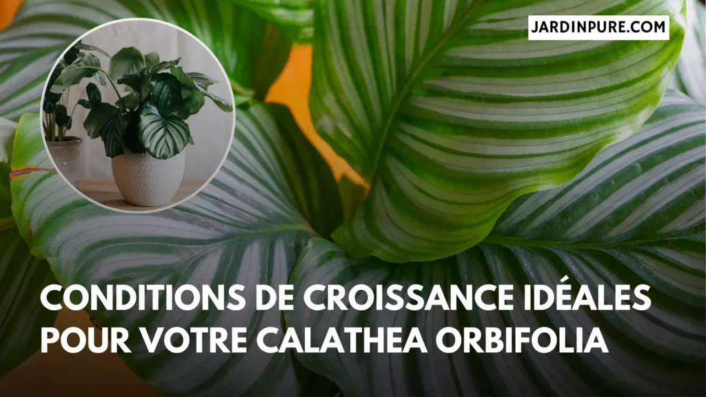 Conditions de croissance idéales pour votre Calathea Orbifolia