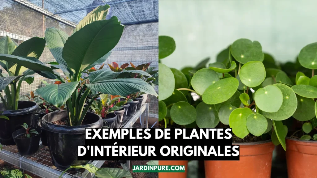 Exemples de Plantes d'intérieur Originales