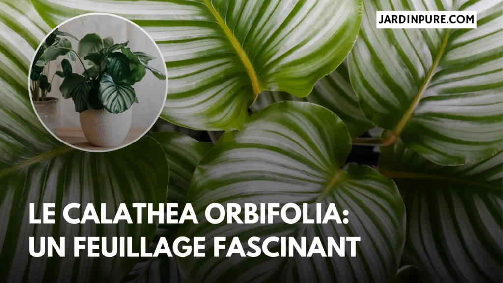 Le Calathea Orbifolia : Un feuillage fascinant