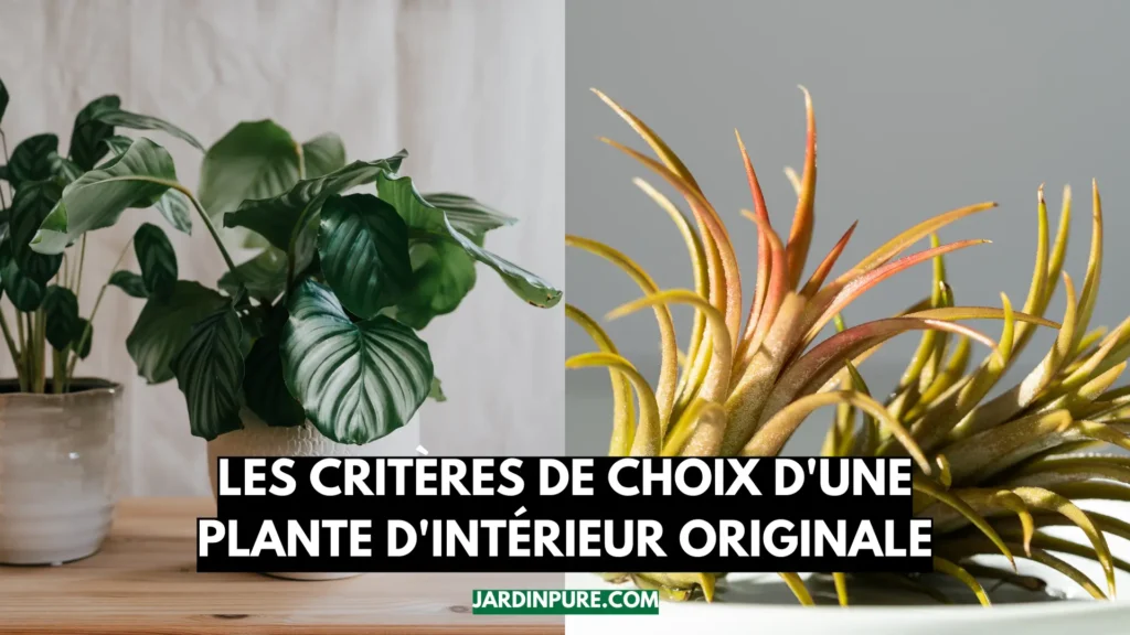 Les critères de Choix d'une Plante d'intérieur Originale