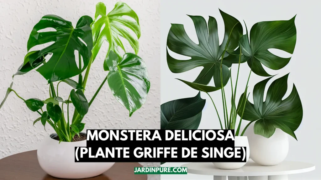 Monstera Deliciosa (plante griffe de singe)