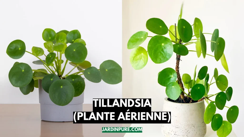 Pilea Peperomioides (plante monnaie chinoise)