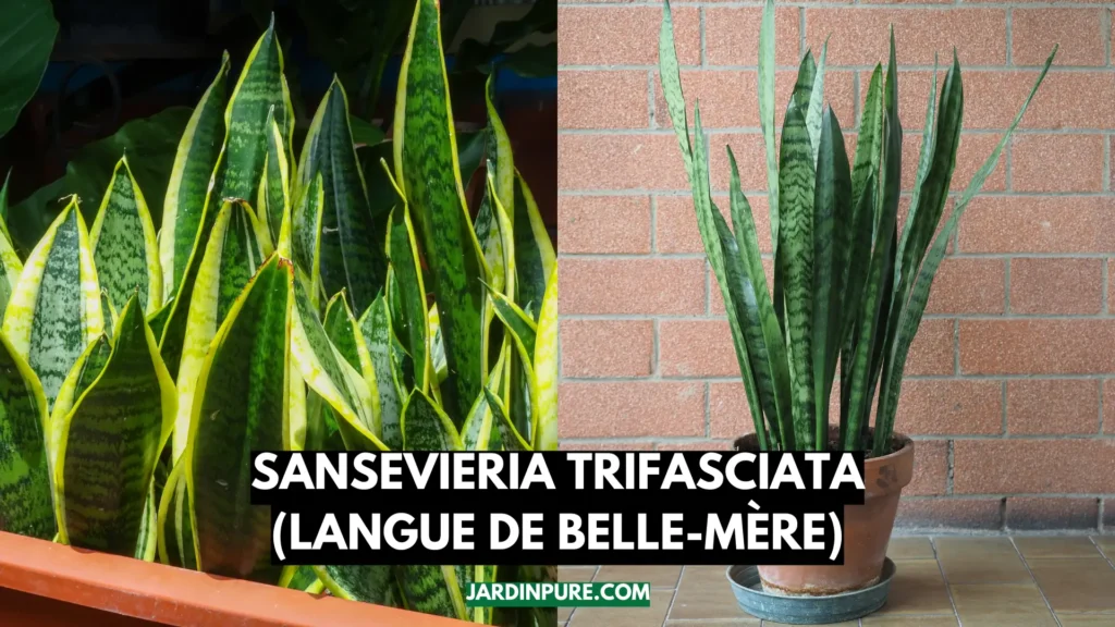 Sansevieria Trifasciata (langue de belle-mère)