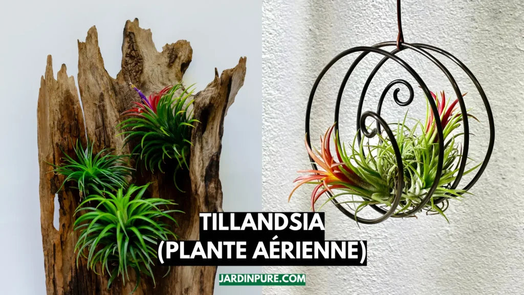 Tillandsia (plante aérienne)