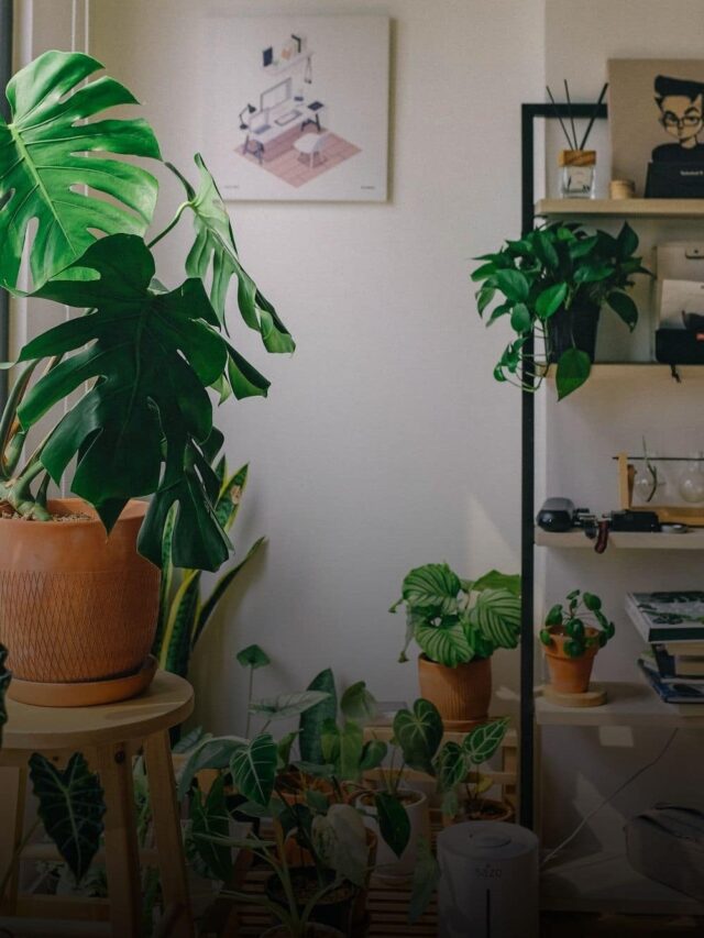 Plante d’intérieur Originale: 8 Espèces Tendance Pour Une Déco Unique